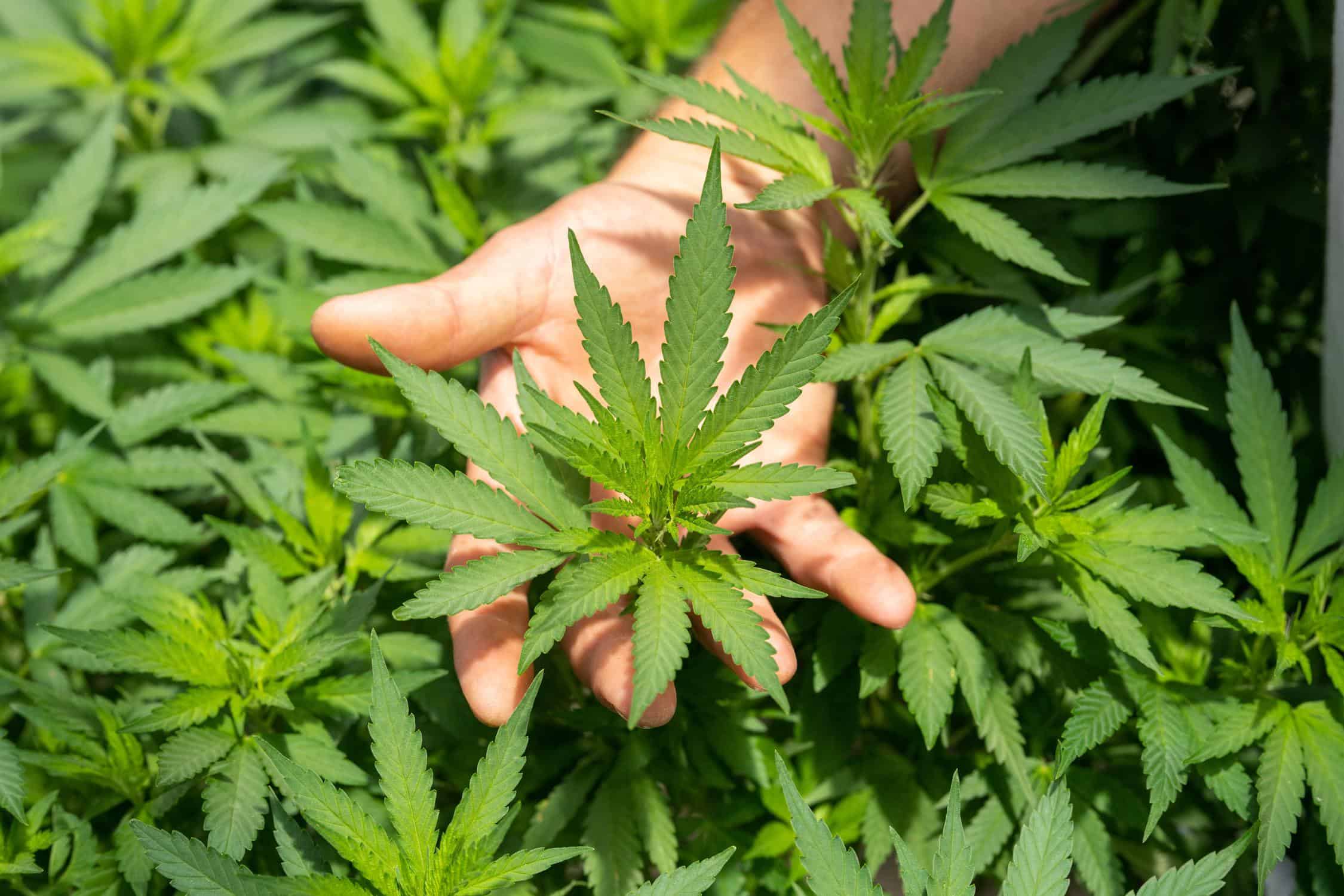 Cannabis-business-San-Francisco-Bay-Area-2021